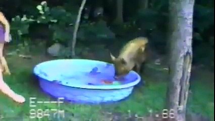 Funny pig videos - Pigs are awesome