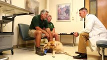 Piper - Canine rear leg amputation cancer treatment