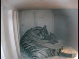 Tiger Cub Week 7, Sacramento Zoo