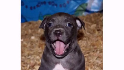 Funny Silly Dog and Puppies Compilation