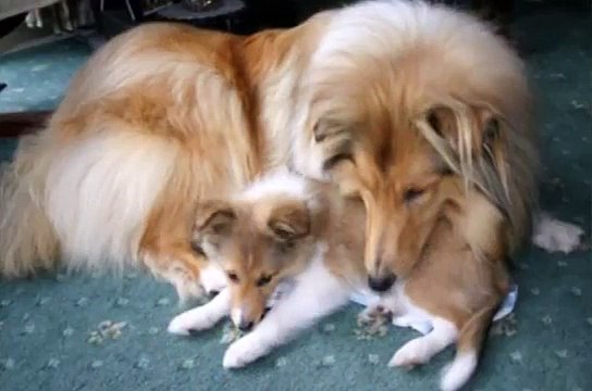 Funny Talking Dog Videos - Dogs and Puppies Vines