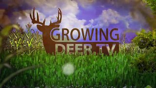 How To Grow The Best Clover Food Plots