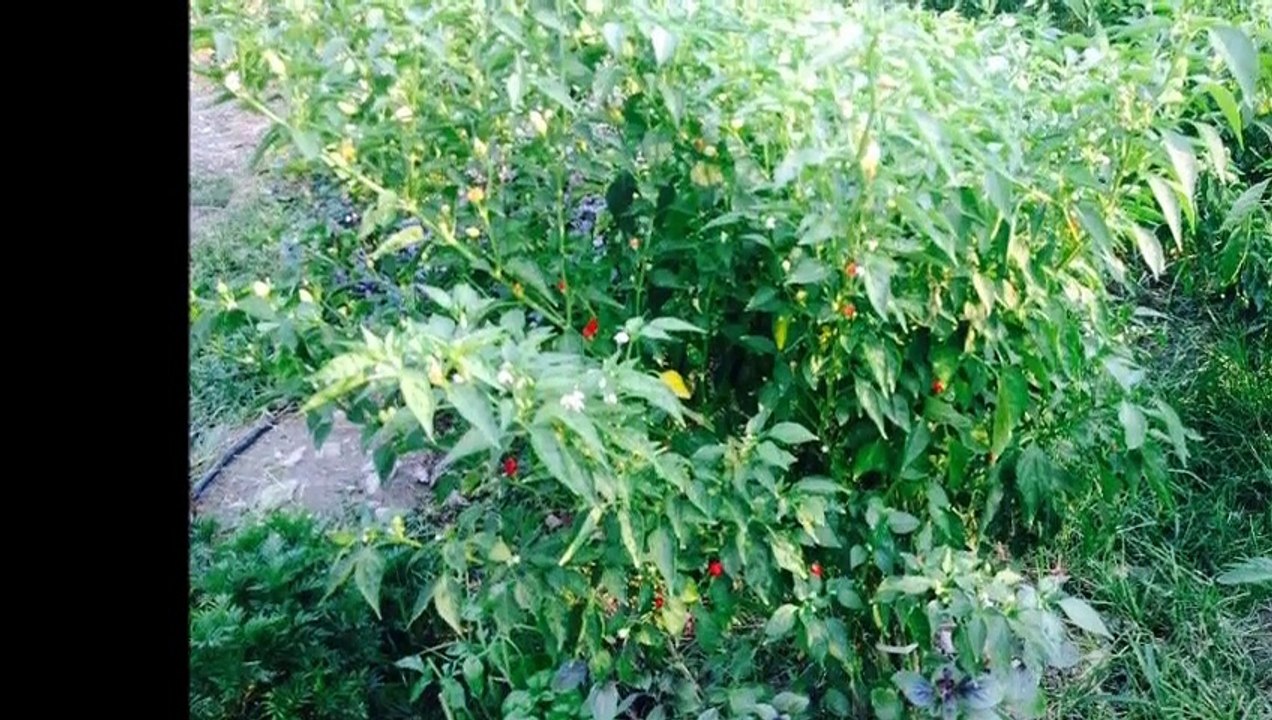 ANDIRIN / ERENLER KÖYÜ