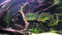 Geophagus altifrons Rio Tapajos fry with parents