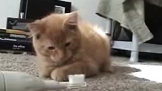 cat vs tooth brush