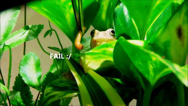 Feeding my pets (reptiles/amphibians)