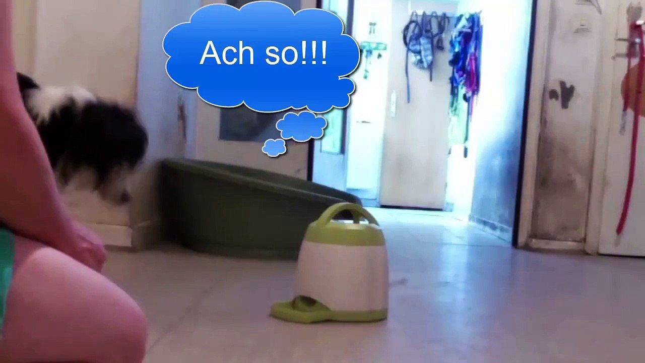 Hundetraining Memorytrainer