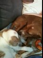 Loving pets - cat and dog licking each other