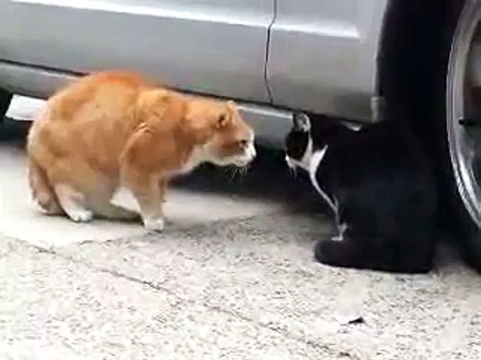 Wicked Crazy sounding Cat, Funny cat sounds