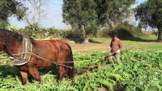 Il cavallo nei lavori agricoli a Brindisi
