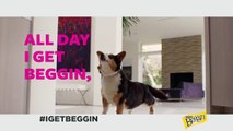 I Get Beggin - Full-Length Corgi Rap Music Video for Beggin’ Party Poppers