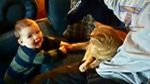 Веселые детки мучают котов Funny babies annoying cats   Cute cat & baby compilation