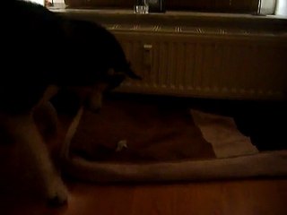 Siberian Husky Sam erlegt die die Wurst 1.7.10.MOV