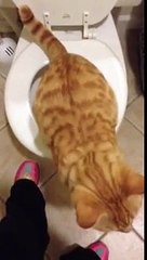 Toilet pooping cat