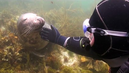 Atlantic Grey Seal whilst Scuba Diving