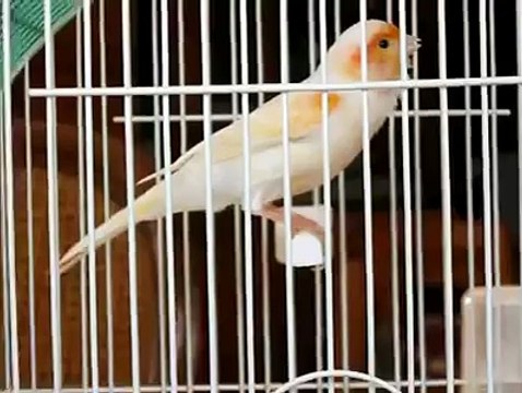 تغريد كناري موزاييك روعه