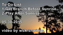 SWFL Eagles_To Do List: 1-Get Branch Before Sunrise, 2-Play After Sunrise 05-30-15