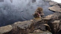 Grooming in Jigokudani Snow Monkey(January) | 温泉