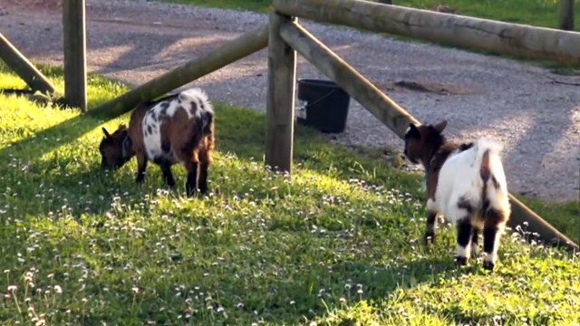 ANIMALES cabras enanas dwarf buck