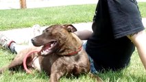 Adopted Beverly: Lucas County Canine Care and Control