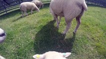 Sheep's Eye View of Solar Farm - British Solar Renewables