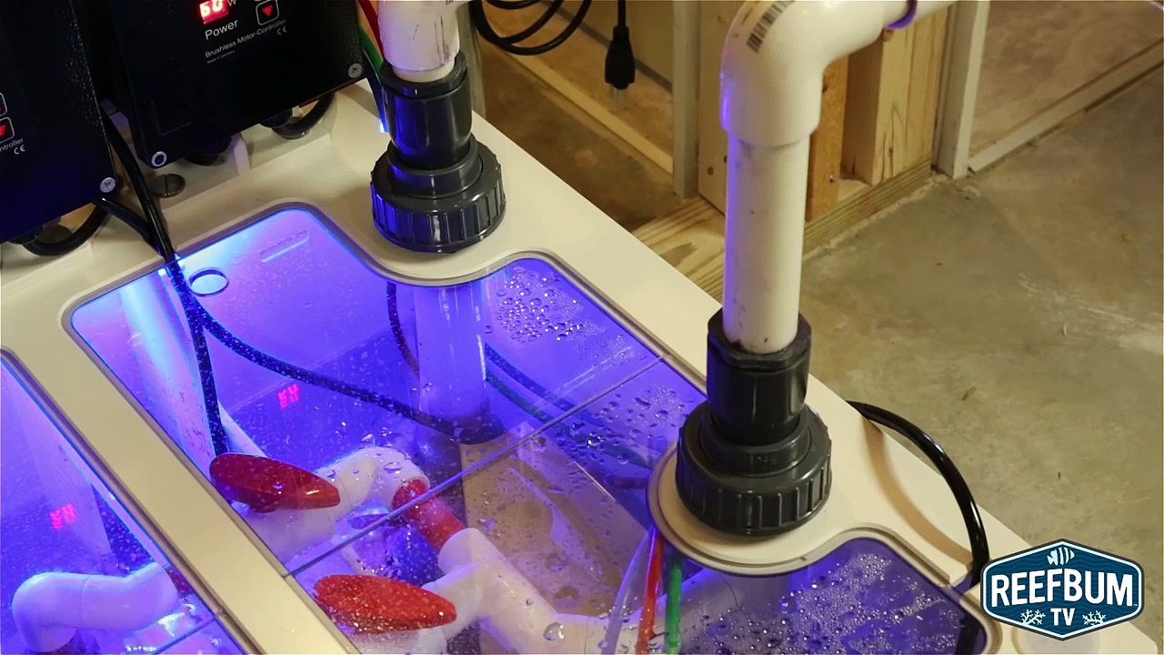 Video Review of Royal Exclusiv Dreambox Sump