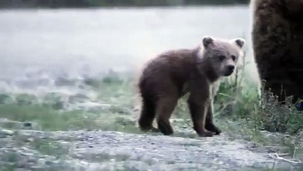 Dancing Grizzly Cub - Cute 4K Video