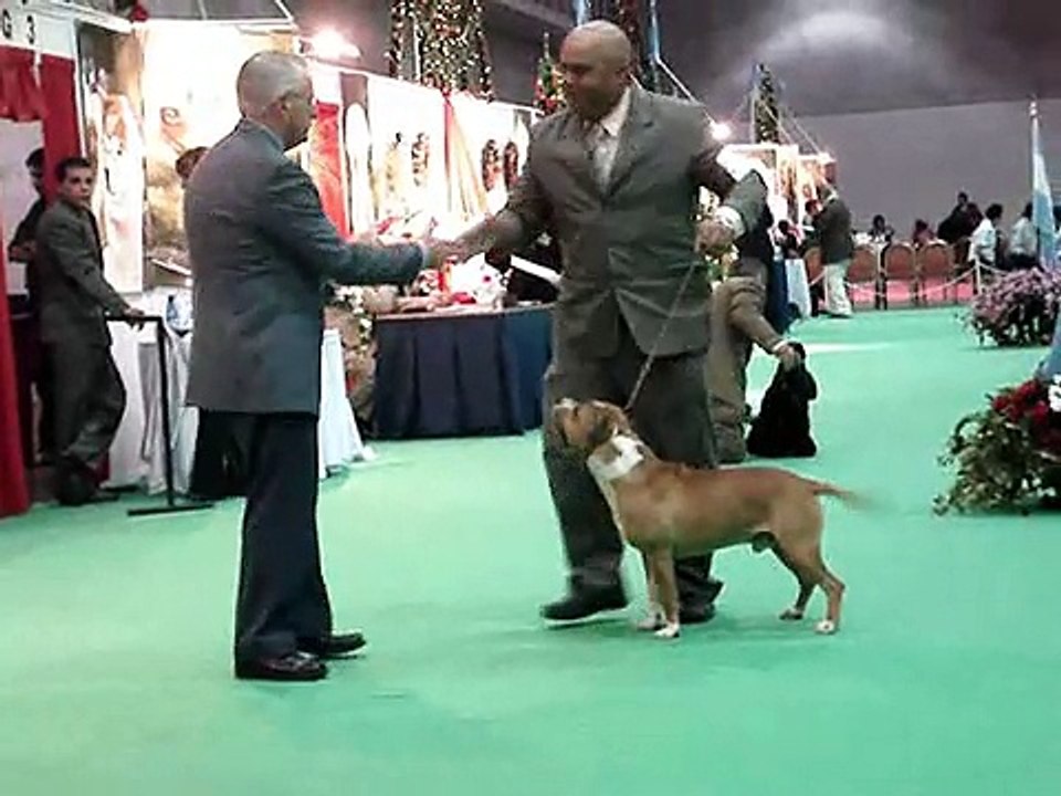 IRON HEAD CARDENAS - AMERICAN STAFFORDSHIRE TERRIER