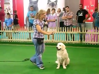 Serendipity Mamma's New Boy & Sandrina Valata @ Pets Today 2012