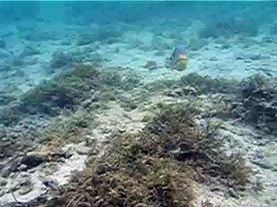 Picasso Triggerfish Attack