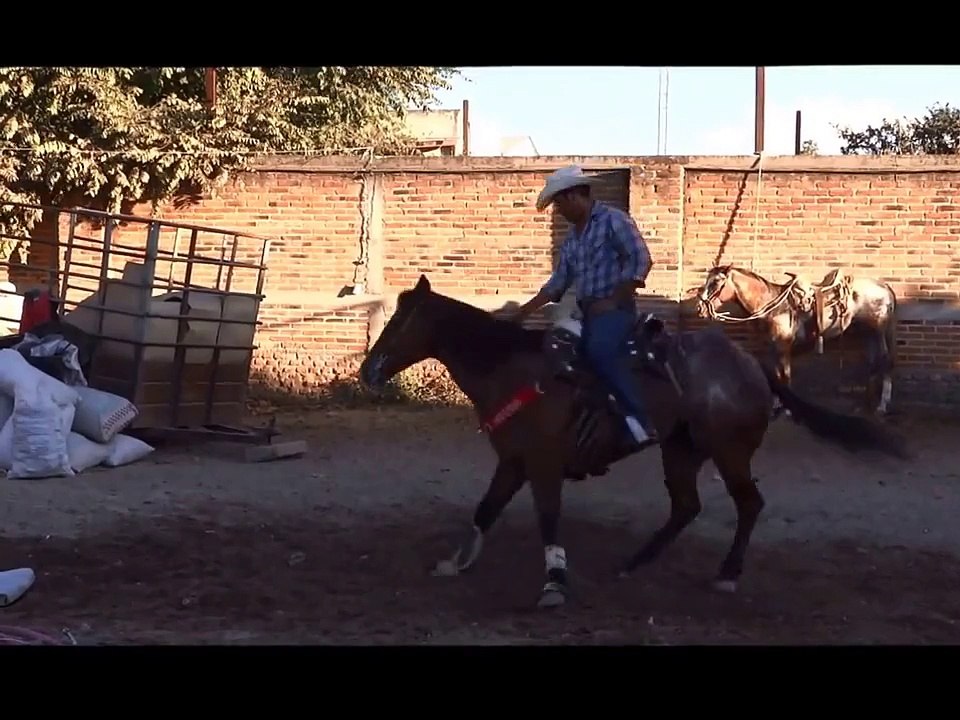 yegua cuarto de milla