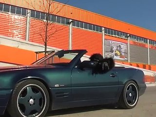 Gorilla drives Mercedes Benz SL 500 V8