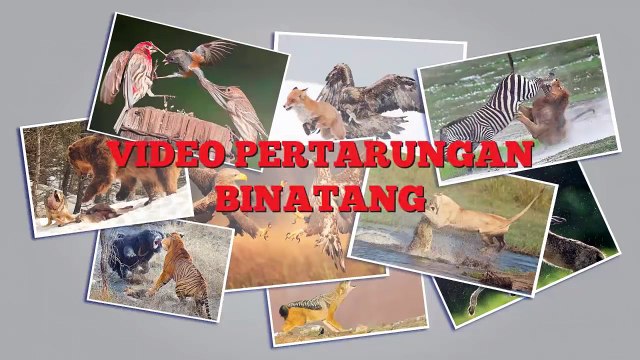 Beruang Hitam vs Singa | Binatang Buas Berkelahi | Pertarungan Hewan Pemangsa