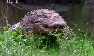 Охота за речным чудовищем