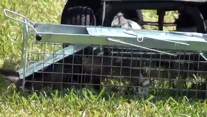 !!catching a bird in a trap!!