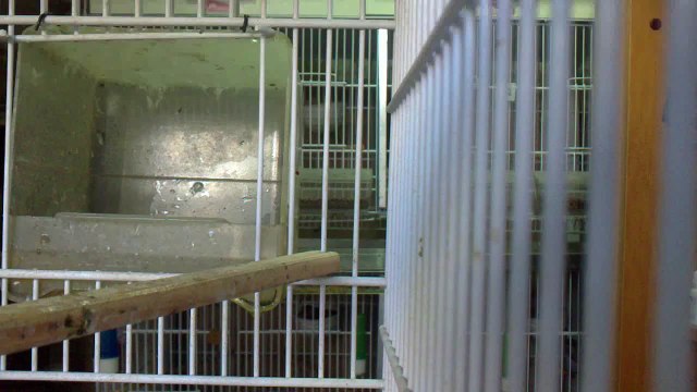 Crias Llarguet con 21 dias bañandose