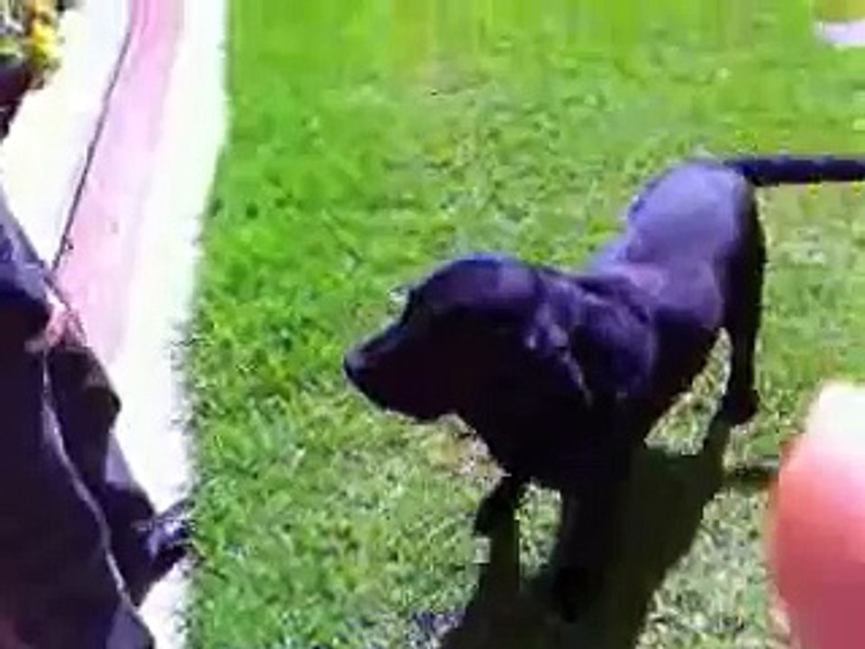 Talking dog