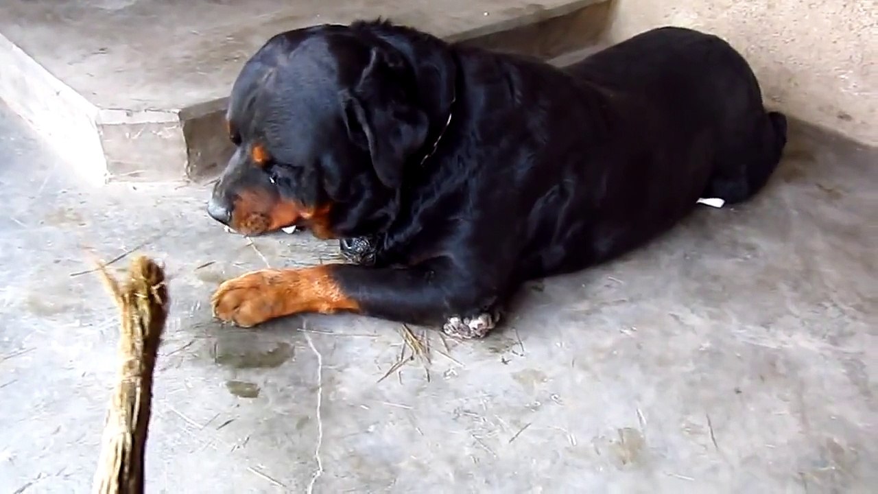 Angry Rottweiler