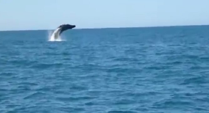 Baleine à bosse au large du bassin d'Arcachon