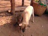 Monkey looking for food in his dog friend's mouth