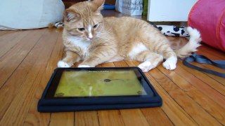 iPad Game for Cats: Jojo's favourite