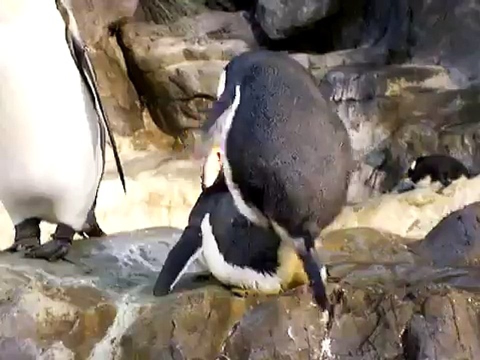 penguin sex!