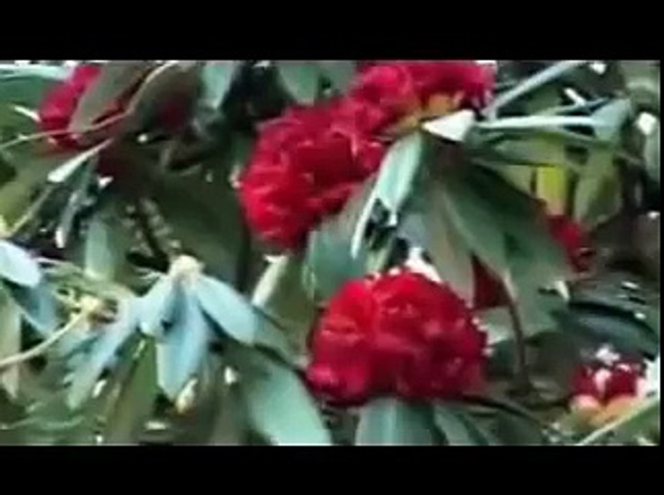 sikkim Folk Song, Sunakhari Sungava, by raju qatar