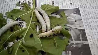 silkworms in a chinese silk factory