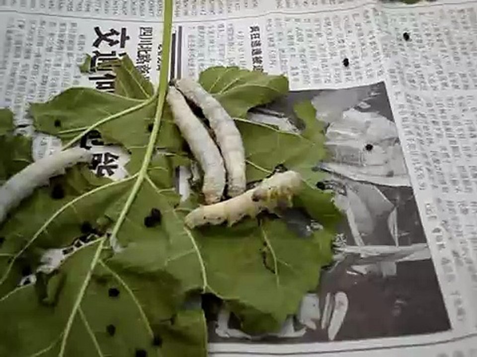 silkworms in a chinese silk factory