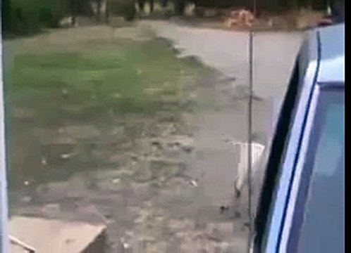 Дурак напугал козу прикол