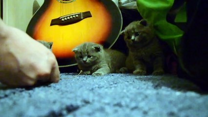 Как усыпить кота) До сих пор смеюсь))