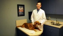 Tampa Veterinarian - Meet Dr. Chris Smithson of Tampa Bay Vets Group