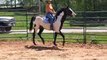 Roy Paint gelding for sale----sold.....