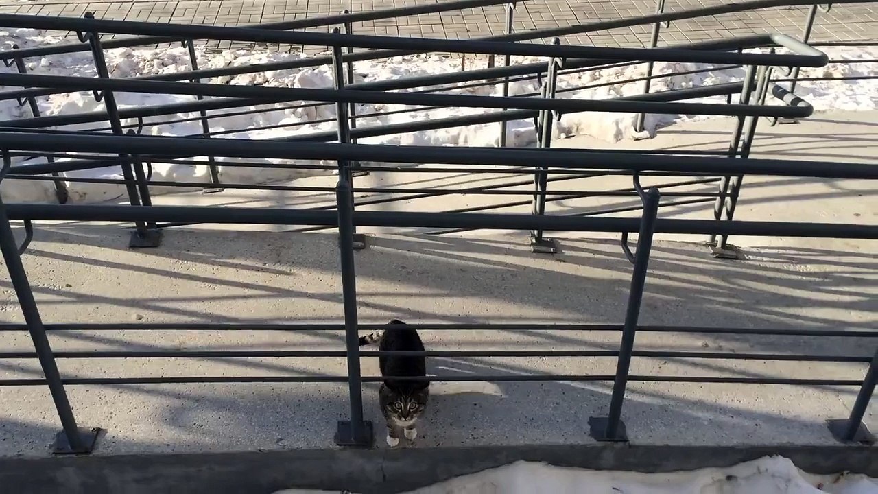 Кот домой пришел The cat came home